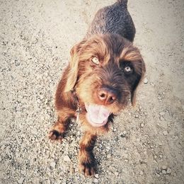 Pudelpointer Puppies from Rebel Point Pudelpointers