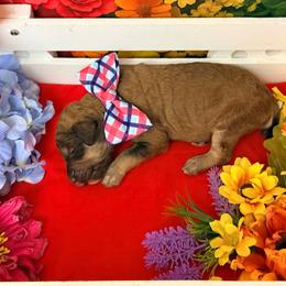 Red Collar - Brown male Poodle puppy in Houma, Louisiana from Smart Azz Poodles
