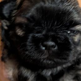 Brindle Boy 1 - Brindle male Shih Tzu puppy in Surry, Maine from McKayla Hairston
