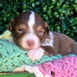 Miss Skye - Red tri female Toy Australian Shepherd puppy in Dolan Springs, Arizona from High Desert Companions