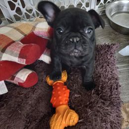 French Bulldog Puppies from Hammar French Bulldogs