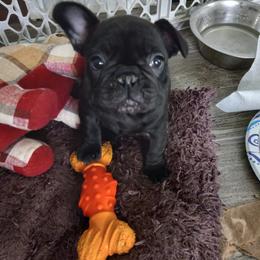 French Bulldog Puppies from Hammar French Bulldogs