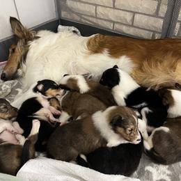 Collie Puppies from Jolly Collies