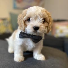 Cavachon, Cavalier King Charles Spaniel, and Cavapoo Puppies from Cavachon Love