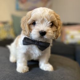 Cavachon, Cavalier King Charles Spaniel, and Cavapoo Puppies from Cavachon Love