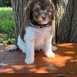 Fozzie - Tri-color male Bernedoodle puppy in Rising Sun, Indiana from Ruby Lane Doodles