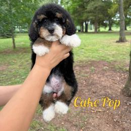 Cake Pop - Tri-color female Bernedoodle puppy in Mount Vernon, Missouri from PoodlelyDoodlely