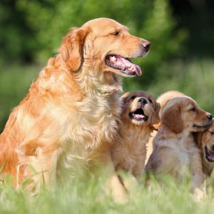 Golden Retriever