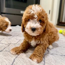Bagel - Red female Cavapoo puppy in Beresford, South Dakota from DAKOTA DOOD RANCH