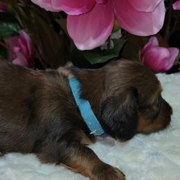 Dachshund Puppies from CLARK'S BREEDING PROGRAM