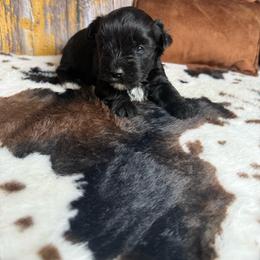 Dallas - Black and tan male Yorkshire Terrier puppy in Tulsa, Oklahoma from Conns Cuddly Canines