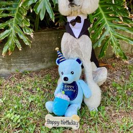 Poodle Puppies from Ocala Standard Poodles