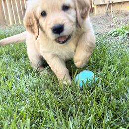 Mr. Blue - Golden male Golden Retriever puppy in Carmichael, California from Sadie Lane Family Goldens