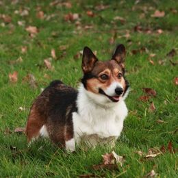 Annie - Pembroke Welsh Corgi