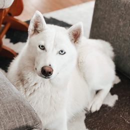 Miska - Siberian Husky