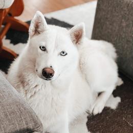 Miska - Siberian Husky