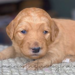 Girl 2 - Goldendoodle puppy in Lancaster, Minnesota from North Star Dog Training