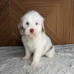 Brown boy - Chocolate merle male Bernedoodle puppy in Modesto, California from Two Doods Doodles