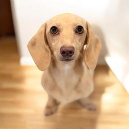 Cozy - Red female Dachshund puppy in Anderson, Alabama from Pasek Kennels