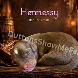 Hennessy - Red tri female Miniature Australian Shepherd puppy in Oronogo, Missouri from Dutton's Show Me Farms