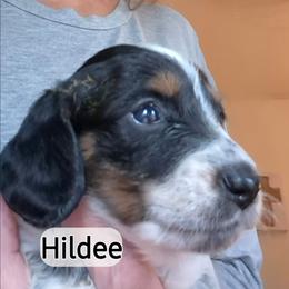 Hildee - Piebald female Dachshund puppy in Bangs, Texas from Lickin'bach Miniature Dachshunds