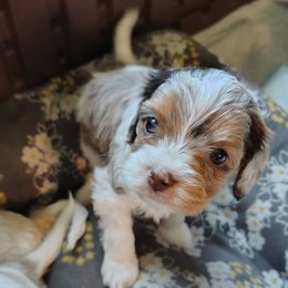 Chai - Merle female Cavapoo puppy in Kittanning, Ohio from Oasis Cavapoos