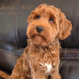 Red - CM0560 - Caramel red male Australian Labradoodle puppy in Easley, South Carolina from Royal Diamond Labradoodles