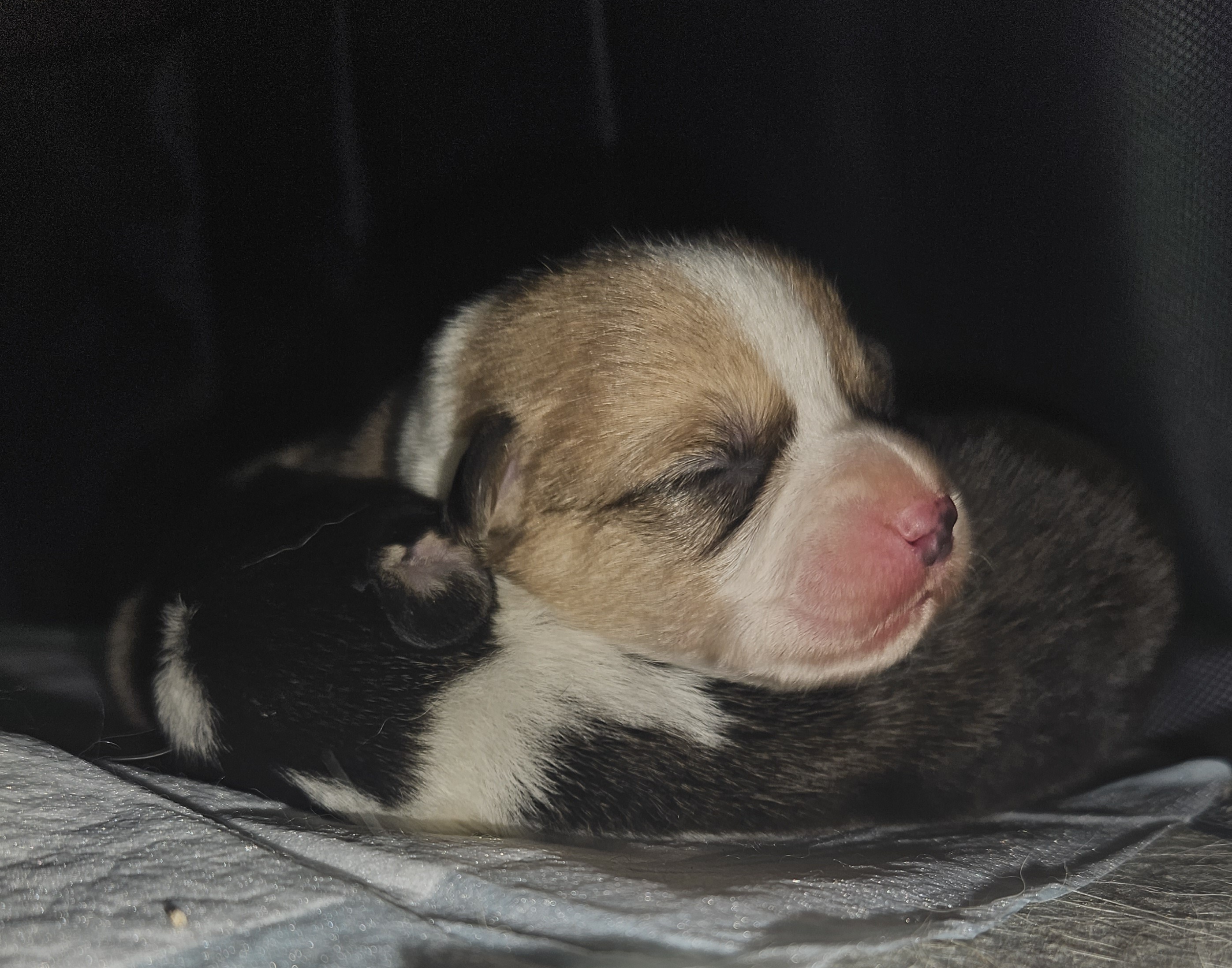 Tater - Pembroke Welsh Corgi puppy in Bates City, Missouri from Penny Lane Corgis