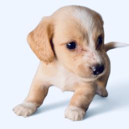 Frosty - Cream male Dachshund puppy in Vero Beach, Florida from Joseph’s Dachshunds