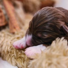 Boy 1 - Red tri-color Australian Shepherd puppy in Maryland from Lake Shore Australian Shepherds