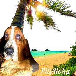 PiliAloha(clinging love) - White black and red male Basset Hound puppy in Honolulu, Hawaii from Sun’Hawaii Basset Hound