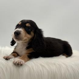 Stetson - Black and cream male Dachshund puppy in Illinois from Charmm Dachshunds