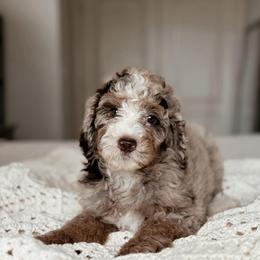 Yosemite, Girl - Chocolate merle female Bernedoodle puppy in Maricopa, Arizona from Desert Ridge Doodles