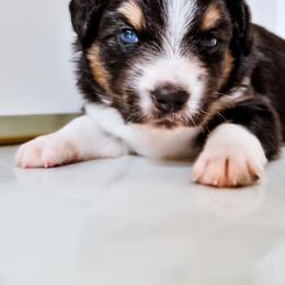 Australian Shepherd Puppies from Caramel Bliss Kennel - East Coast Aussies
