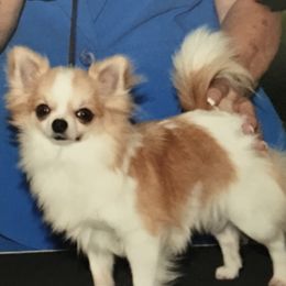 Bugs - Chihuahua