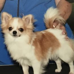 Bugs - Chihuahua