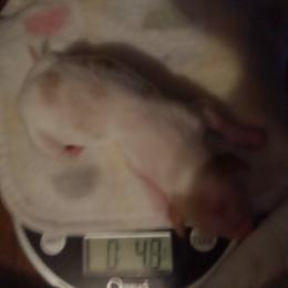 Creamer - Piebald female Dachshund puppy in Hollis, Oklahoma from Write Breed Doxies