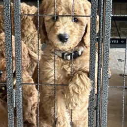 Goldendoodle Puppies from AZ Ohana Doodles