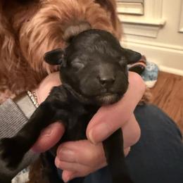 Orange Collar - Black female Cavapoo puppy in Flowery Branch, Georgia from Hannah's Pups