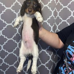 Dachshund Puppies from Dreaming of Dachshunds