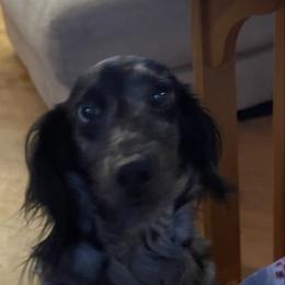 Pistol - Dachshund