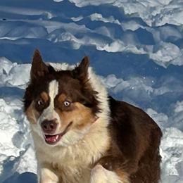 Reba (ISO guardian home) - Red tri-color female Australian Shepherd puppy in Terryville, Connecticut from Spirited Aussies