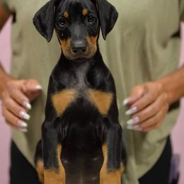 Peach collar - Black and rust female Doberman Pinscher puppy in Santa Clarita, California from Riviera Dobermans