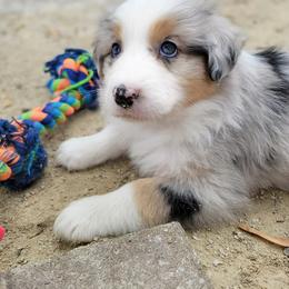 Australian Shepherd and Pembroke Welsh Corgi Puppies from Shellyn’s Pembroke Welsh Corgis & Aussies