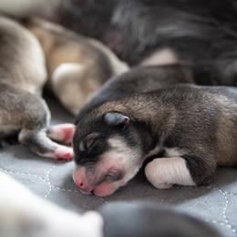 Siberian Husky Puppies from Ivie Huskies