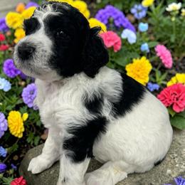 Anakin - Parti male Poodle puppy in Prosperity, Pennsylvania from Stelladoodles & Company
