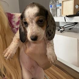 Dachshund Puppies from Hursh’s Hounds