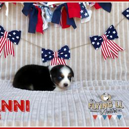 Yovanni - Black tri male Miniature Australian Shepherd puppy in Madisonville, Texas from Flying LL Aussies