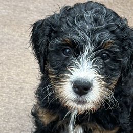 Bernedoodles from Melissa Horst