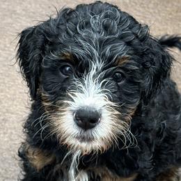 Bernedoodles from Melissa Horst